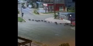 Αγριογούρουνα κόβουν βόλτες στη Λιβαδειά