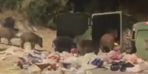 Aγριογούρουνα Πανόραμα Θεσσαλονίκης