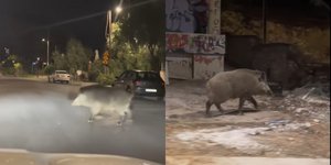 Aγριογούρουνο στο Χαϊδάρι κάνει βόλτες αναζητώντας τροφή