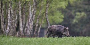 Αγριόχοιρος