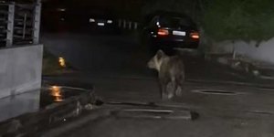 Η νεαρή αρκούδα κατεγράφη στους δρόμους των Τρικάλων