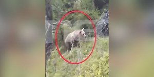 Δράμα: Βίντεο που κόβει την ανάσα -Ο 61χρονος ορειβάτης κατέγραψε την επίθεση της αρκούδας και την μοιραία πτώση του