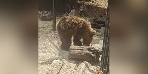 Το αρκουδάκι «Κίρκη»