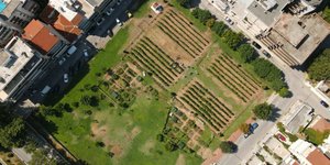 Αστικός αμπελώνας Θεσσαλονίκης 