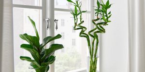 Το ιδανικό φυτό για το φθινόπωρο ήρθε στα IKEA -Όμορφο και ανθεκτικό, κοστίζει μόλις 2,50 ευρώ