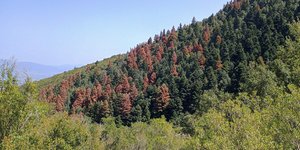 Τα φλοιοφάγα έντομα επιτίθενται στα εξασθενημένα έλατα της Ελλάδας