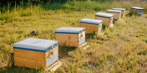 Power Company Donates 660,000 Bees