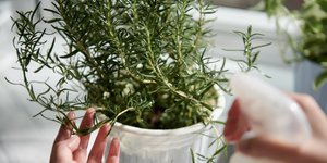 Ψέκασμα σε δενδρολίβανο