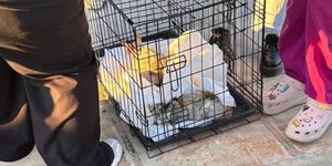 Διάσωση γατιών στο Μενίδι