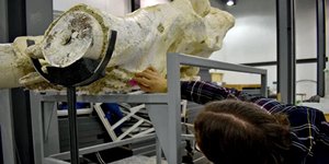 Τρία κρανία ελεφάντων ηλικίας 7,7 εκατ. ετών ανακάλυψαν στην Καισάρεια της Τουρκίας