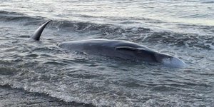 Νεκρή θάλασσα στον Κερατόκαμπο Ηρακλείου