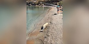 Φώκια κάνει ηλιοθεραπεία σε παραλία της Σύμης 