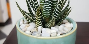 Το φυτό Haworthiopsis attenuata