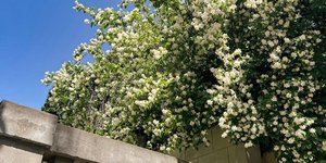 Γιασεμί/Φωτογραφία Unsplash