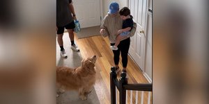 Γκόλντεν ριτρίβερ