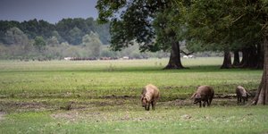 Χοίροι στην Κροατία