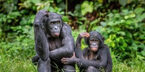 Χιμπατζήδες