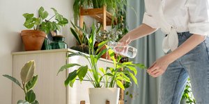 Πότισμα/ Φωτογραφία: Shutterstock