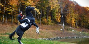 Ερευνητές εντόπισαν τη βασική γενετική μετάλλαξη, που άλλαξε την ιστορία των αλόγων