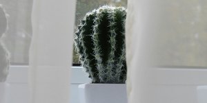 Κάκτος/Φωτογραφία Unsplash