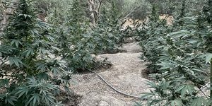 Βρέθηκαν φυτείες κάνναβης στο Ρέθυμνο