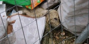 Ξεκινά η δίκη για το καταφύγιο-«κολαστήριο» ζώων στον Δήμο Ζηρού