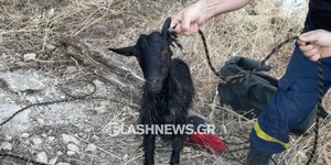 Σε μία διαφορετική διάσωση προχώρησαν πυροσβέστες στα Χανιά, βοηθώντας ένα κατσικάκι