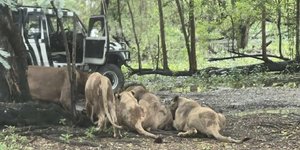 Λιοντάρια Ταϊλάνδη 