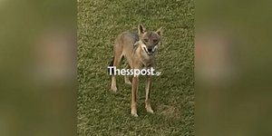 The Wolf That Attacked 5-Year-Old in Halkidiki