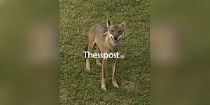 Λύκος Χαλκιδική 