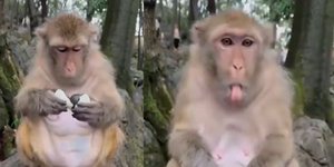 Mαϊμού έγινε viral όταν πήγε να φάει ένα σπάνιο αυγό