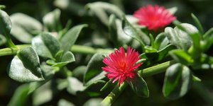 Το φυτό με τα ντελικάτα άνθη που ευδοκιμεί παντού και αντέχει στο κρύο του φθινοπώρου