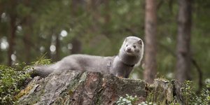 Mink