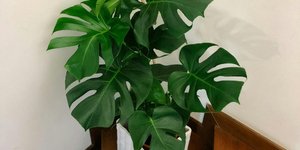 Μονστέρα/ Φωτογραφία: Unsplash