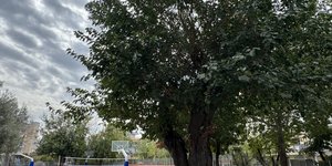 Μουριά Θεσαλονίκη