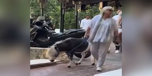 Πόνυ στην Αθήνα