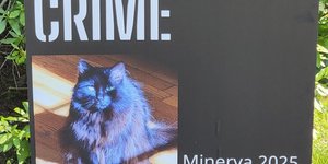 Η Μινέρβα, μια μαύρη φουντωτή γάτα που έχει γίνει διαδικτυακό φαινόμενο στις εκλογές στο Σόμερβιλ / GETTY