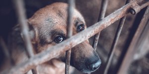 Φυλακισμένος σκύλος