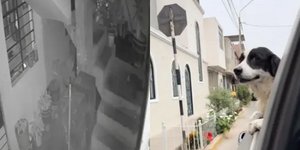 Σκύλος-ήρωας στο Περού