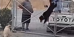 Εγκατέλειψαν σκύλους σε κυνοκομείο στη Λήμνο