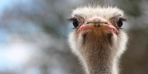 Στρουθοκάμηλος