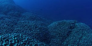 θάλασσα, κοράλλι