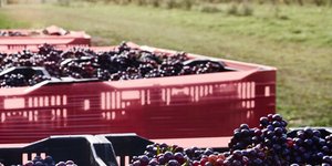 καφασια σταφυλια 