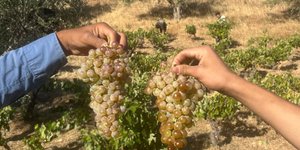 χερια με σταφυλια 