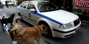 ΑΓΈΛΗ ΣΚΥΛΙΆ ΣΚΎΛΙ