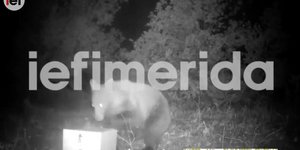 Επίθεση αρκούδας σε μελίσσια στη Φθιώτιδα