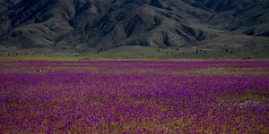 έρημος Ατακάμα Χιλή