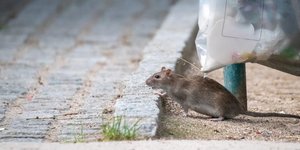 Η έξαρση των αρουραίων στις μεγαλουπόλεις της υφηλίου είναι μια μετρήσιμη, καθημερινή πραγματικότητα / GETTY