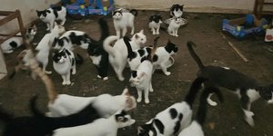 Φυλακισμένες γάτες στη Πάτρα