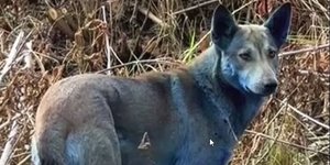 Ένας από τους γαλάζιους σκύλους που εντοπίστηκαν κοντά στο Τσέρνομπιλ